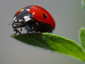 testArtikel 13 öäü